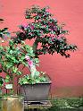 2014-03-08,_Kamelie (3)